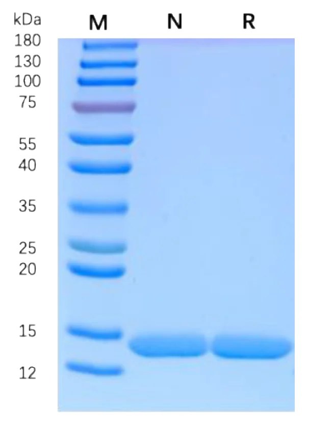SDS-PAGE data for a VHH-His construct expressed in Expi293F cells