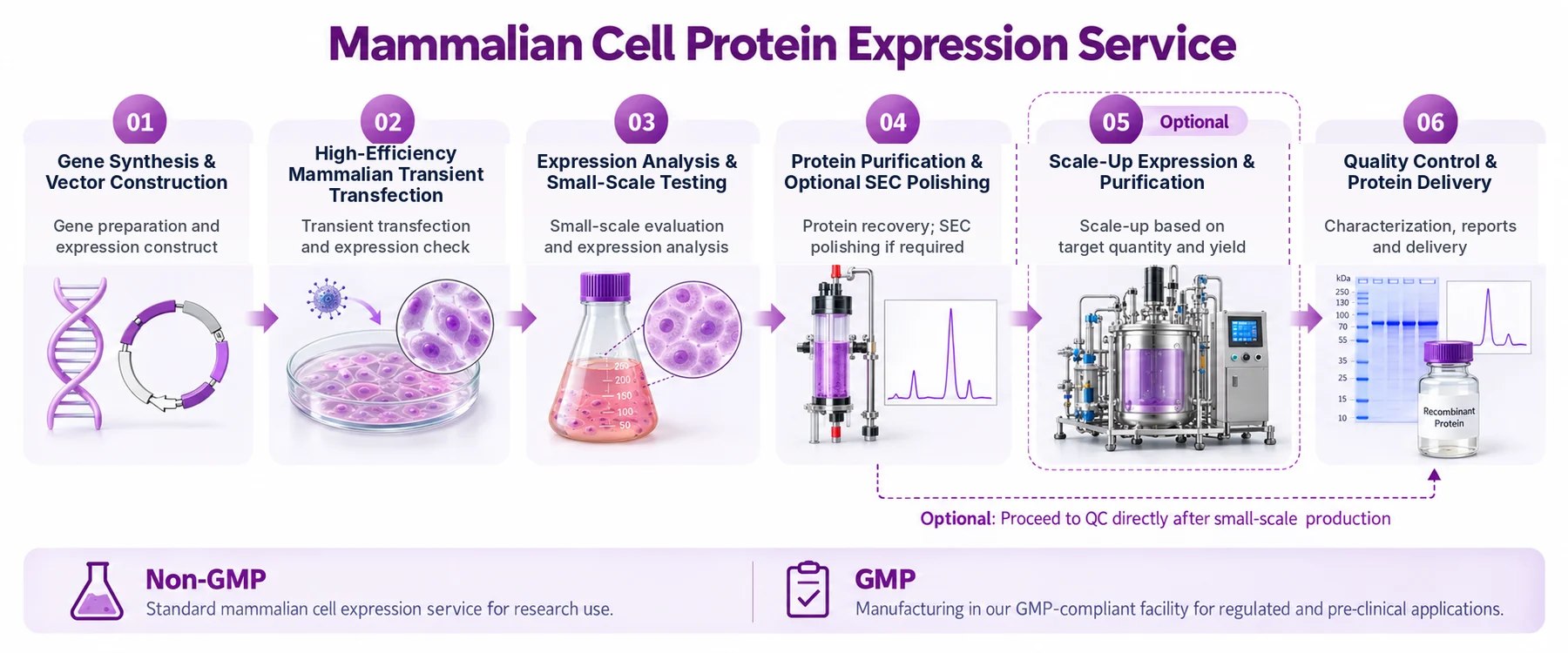 Six-stage mammalian cell protein expression workflow; SEC polishing and scale-up are optional.