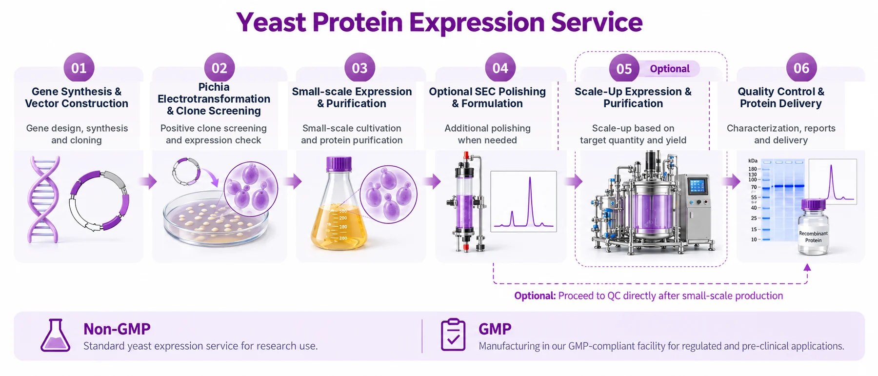 Six-stage yeast protein expression workflow; SEC polishing and scale-up are optional.
