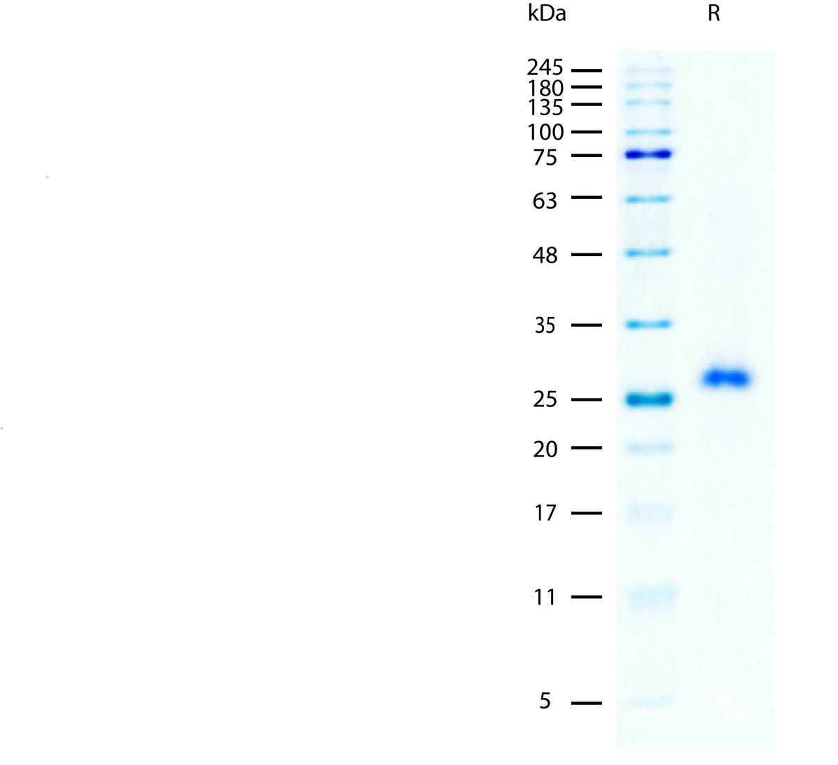 Recombinant Mouse M-CSF/CSF1 Protein (2 ug/lane) on SDS-PAGE under reducing (R) conditions. The gel was stained using Coomassie® Blue showing a single band at 26 kDa and purity greater than 97%.