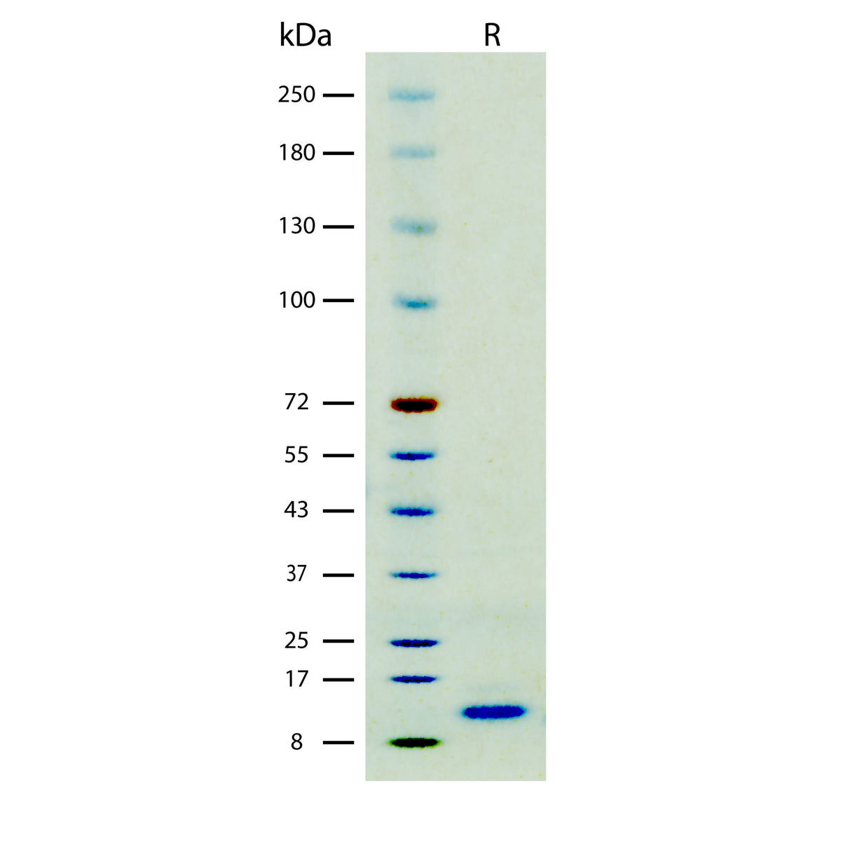 Recombinant Mouse GM-CSF (2 ug/lane) on SDS-PAGE under reducing (R) conditions. The gel was stained using Coomassie® Blue showing a single band at 14 kDa and purity greater than 97%.