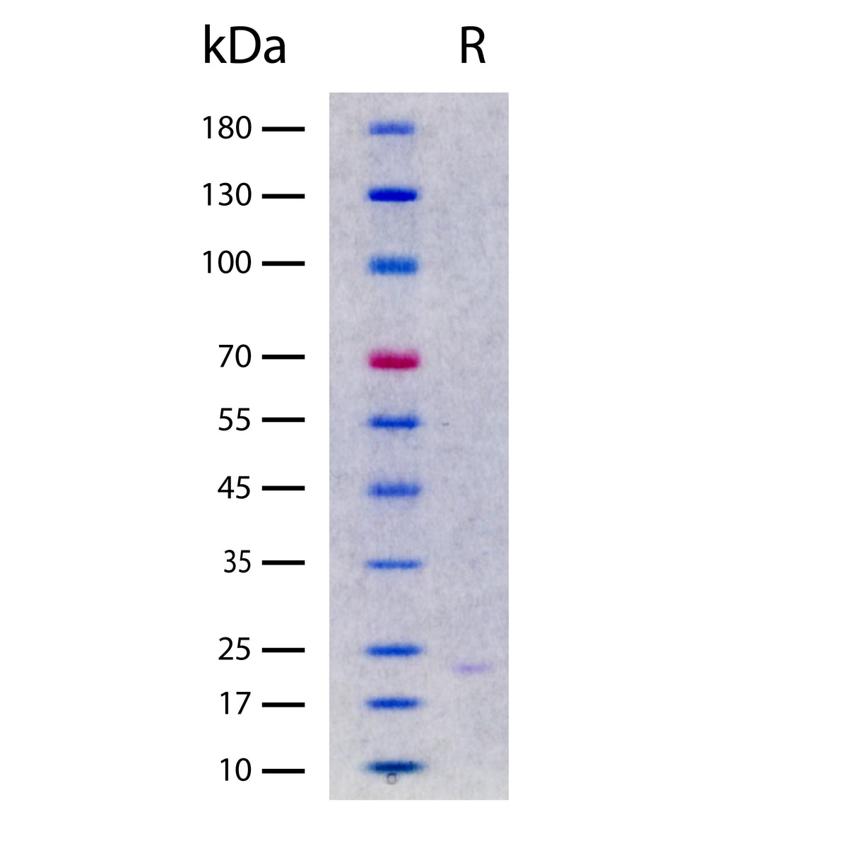 Recombinant Human FGF-10 (2 ug/lane) on SDS-PAGE under reducing (R) conditions. The gel was stained using Coomassie® Blue showing a single band at 20 kDa and purity greater than 95%. Note: Coomassie Blue staining with this protein is weaker than expected.