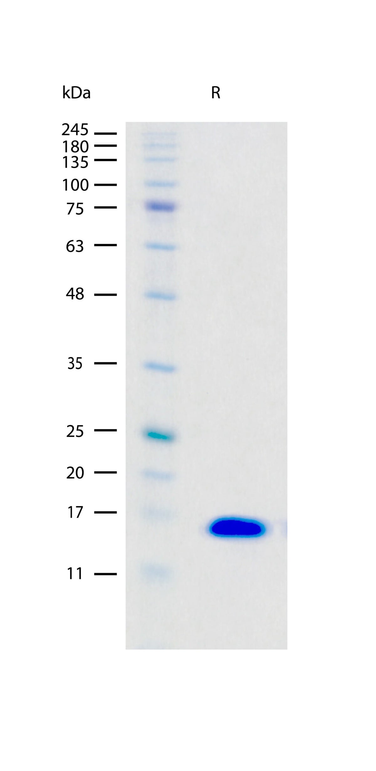 Recombinant Human FGF-basic,145aa (2 ug/lane) on SDS-PAGE under reducing (R) conditions. The gel was stained using Coomassie® Blue showing a single band at 16 kDa and purity greater than 97%.