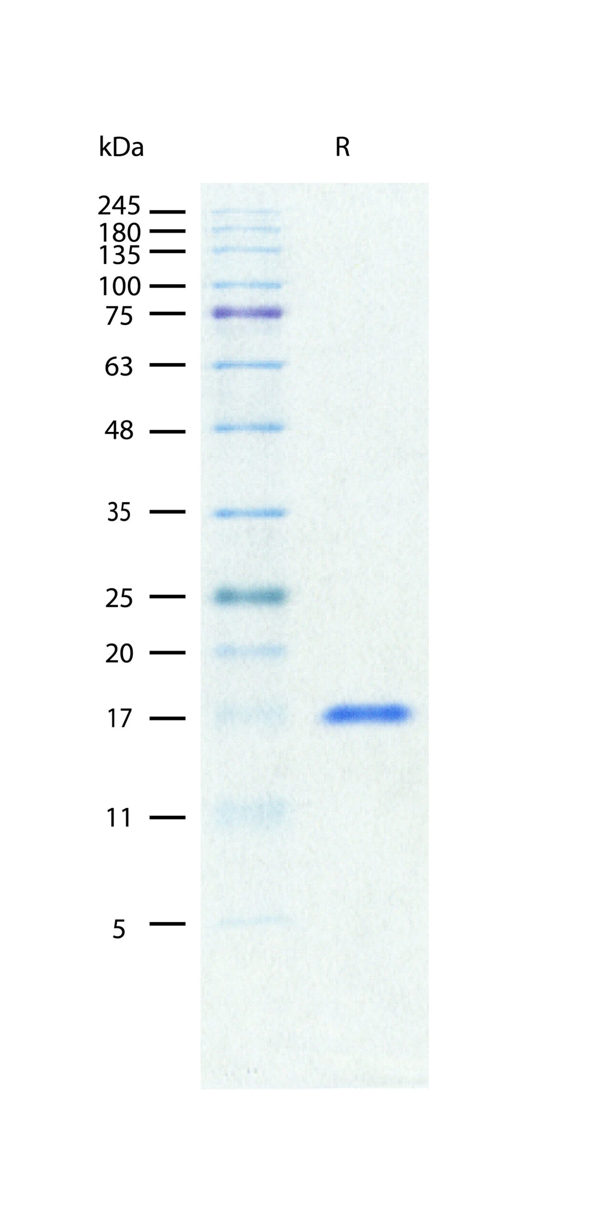 Recombinant Mouse TNF-alpha (2 ug/lane) on SDS-AGE under reducing (R) conditions. The gel was stained using Coomassie® Blue showing a single band at 17 kDa and purity greater than 95%.
