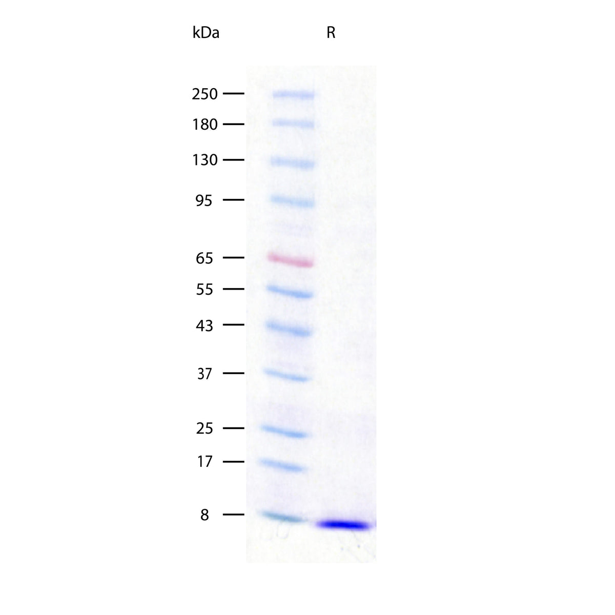 Recombinant Human EGF (W262 ug/lane) on SDS-PAGE under reducing (R) conditions. The gel was stained using Coomassie® Blue showing a single band at 6 kDa and purity greater than 97%.