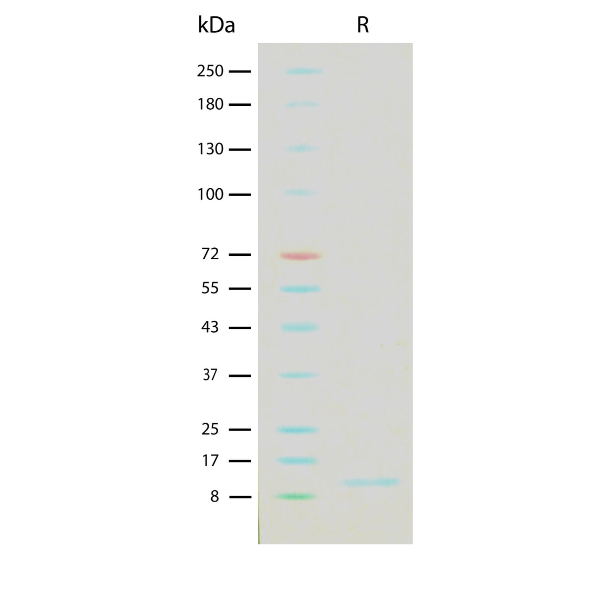 Recombinant Human IL-15 (2 ug/lane) on SDS-PAGE under reducing (R) conditions. The gel was stained using Coomassie® Blue showing a single band at 13 kDa and purity greater than 95%.