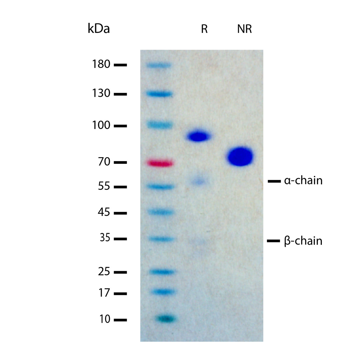 Recombinant Human HGF (2 μg/lane) on SDS-PAGE under reducing (R) and nonreducing (NR) conditions. The gel was stained using Coomassie® Blue showing glycosylated bands at 33-35 kDa (beta chain), 56-60 kDa (alpha chain), and 90-95 kDa (pro-HGF form) under reducing conditions, and purity greater than 98%.