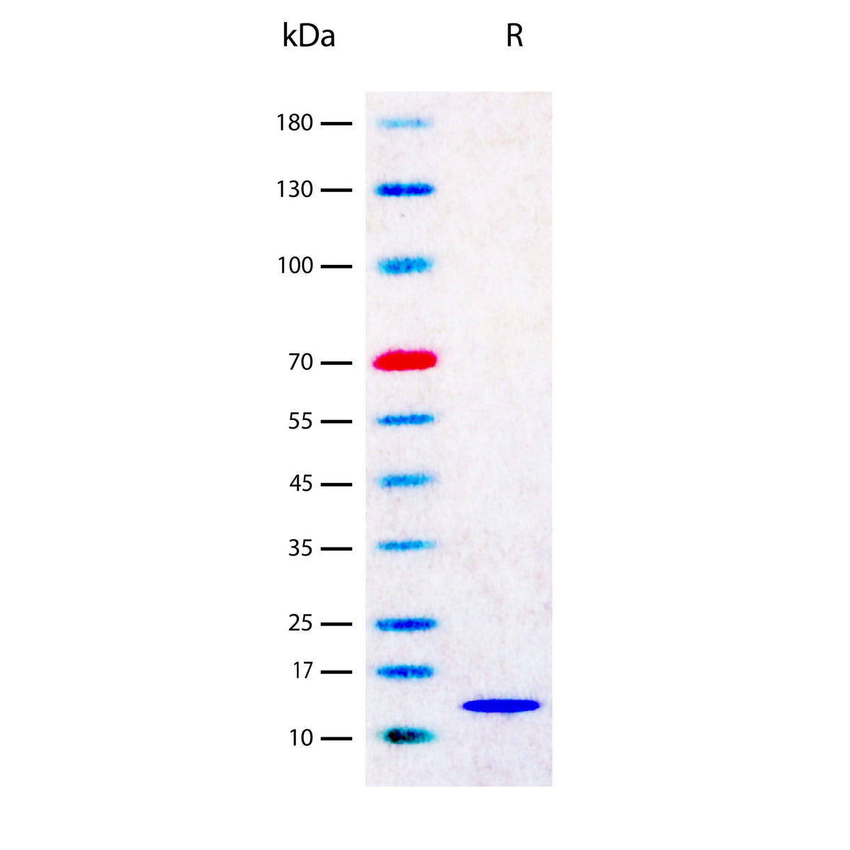 Recombinant Human IL-4 (2 ug/lane) on SDS-PAGE under reducing (R) conditions. The gel was stained using Coomassie® Blue showing a single band at 15 kDa and purity greater than 97%.