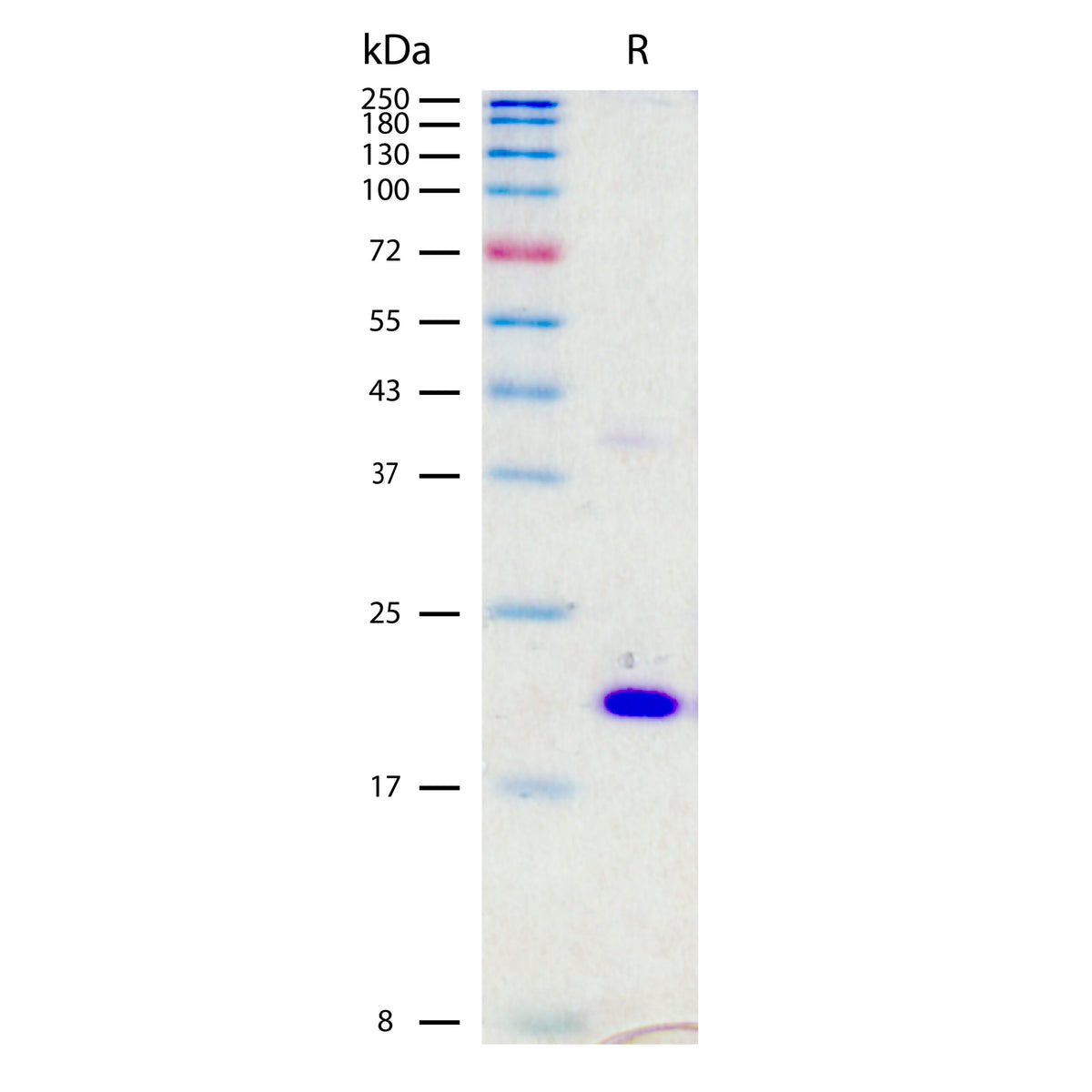 Recombinant Human KGF/FGF-7 (2 ug/lane) on SDSPAGE under reducing (R) conditions. The gel was stained using Coomassie® Blue showing a major band at 19 kDa and purity greater than >97%.