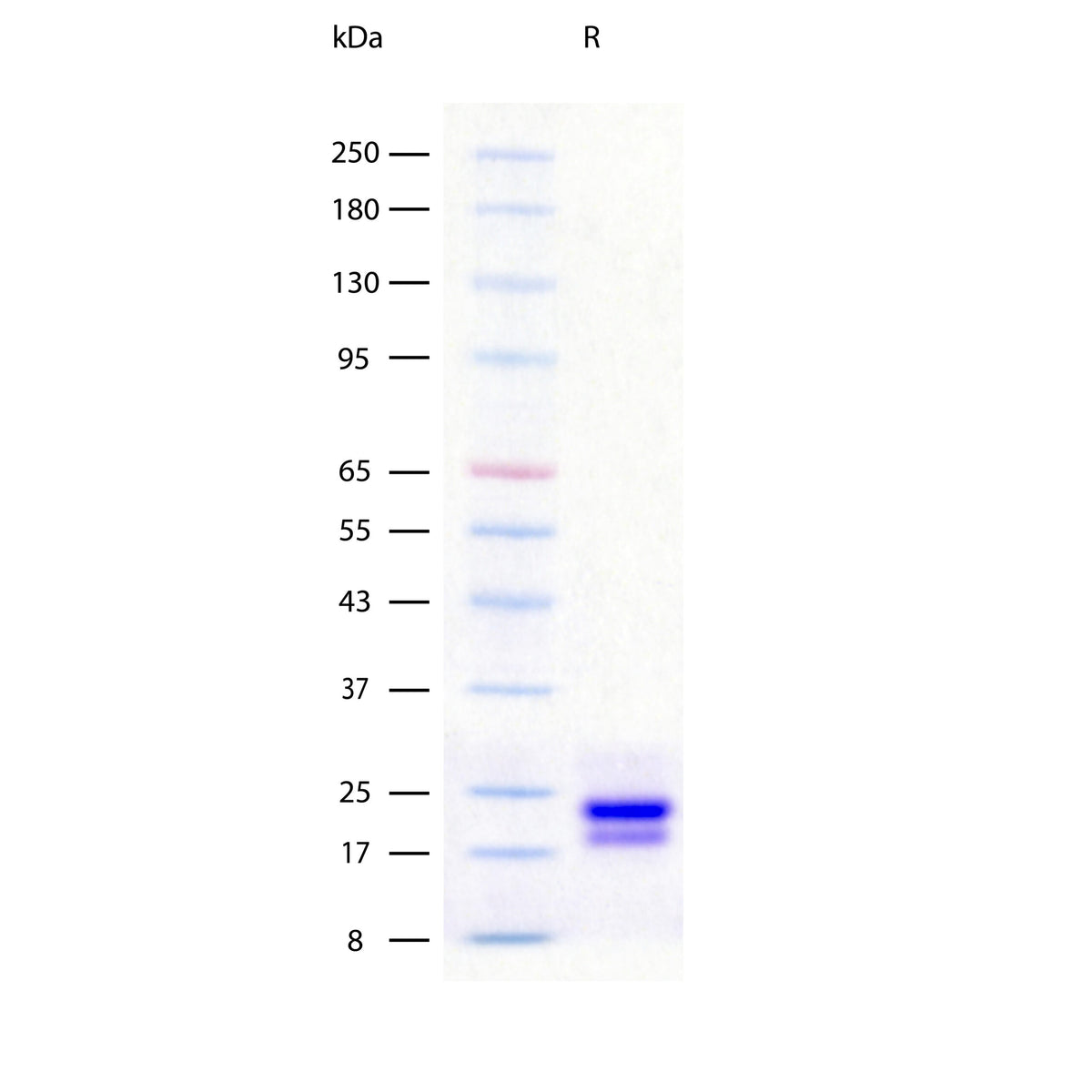 Recombinant Human IL-6 (2 ug/lane) on SDS-PAGE under reducing (R) conditions. The gel was stained using Coomassie® Blue with the observed glycosylated molecular weight at 20-23 kDa and purity greater than 97%.