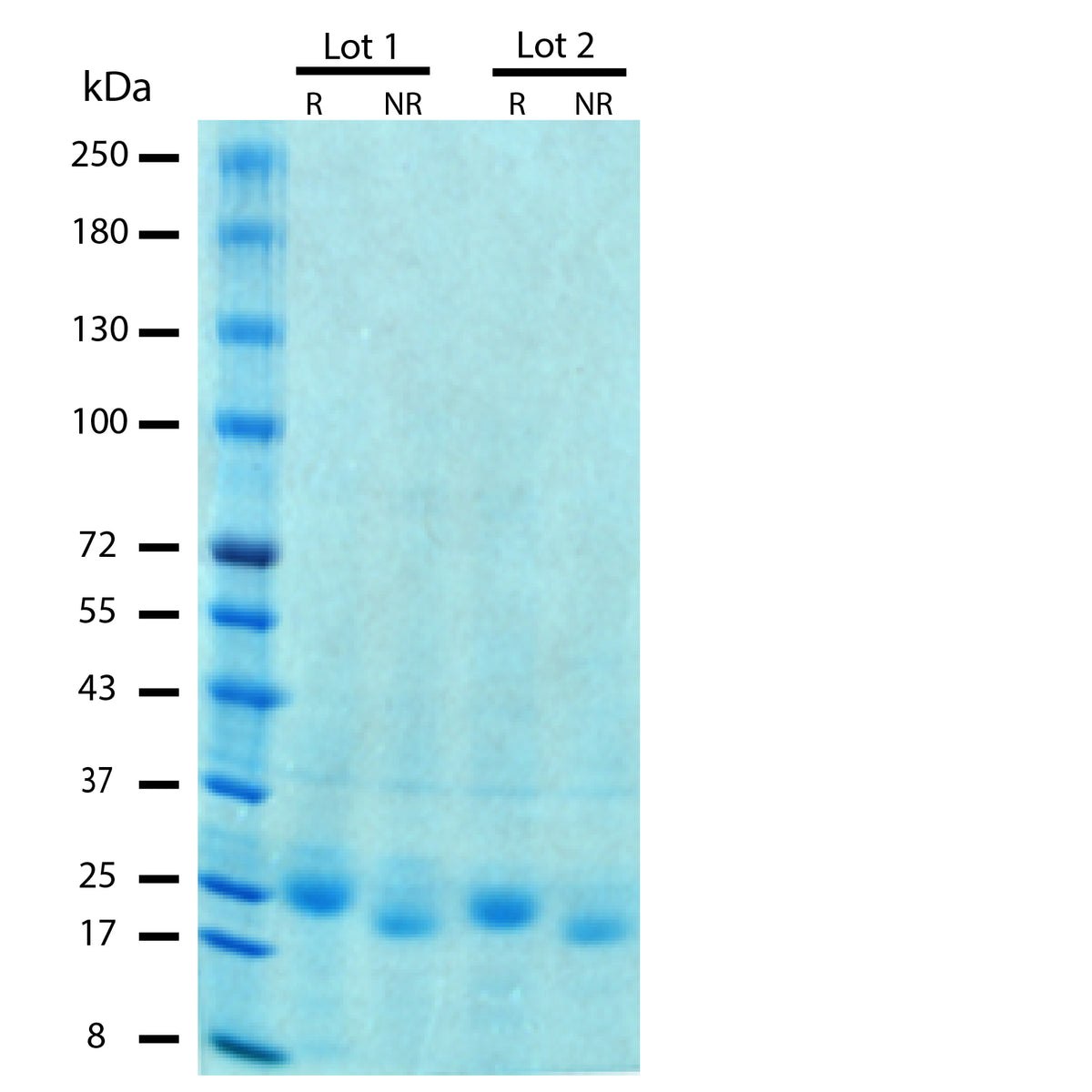 Recombinant Human Thrombopoietin/ TPO Protein (2 ug/lane) on SDS-PAGE under reducing (R) and non-reducing (NR) conditions. The gel was stained using Coomassie® Blue showing a single band at 20 kDa and 18 kDa, respectively, and purity greater than 95%.