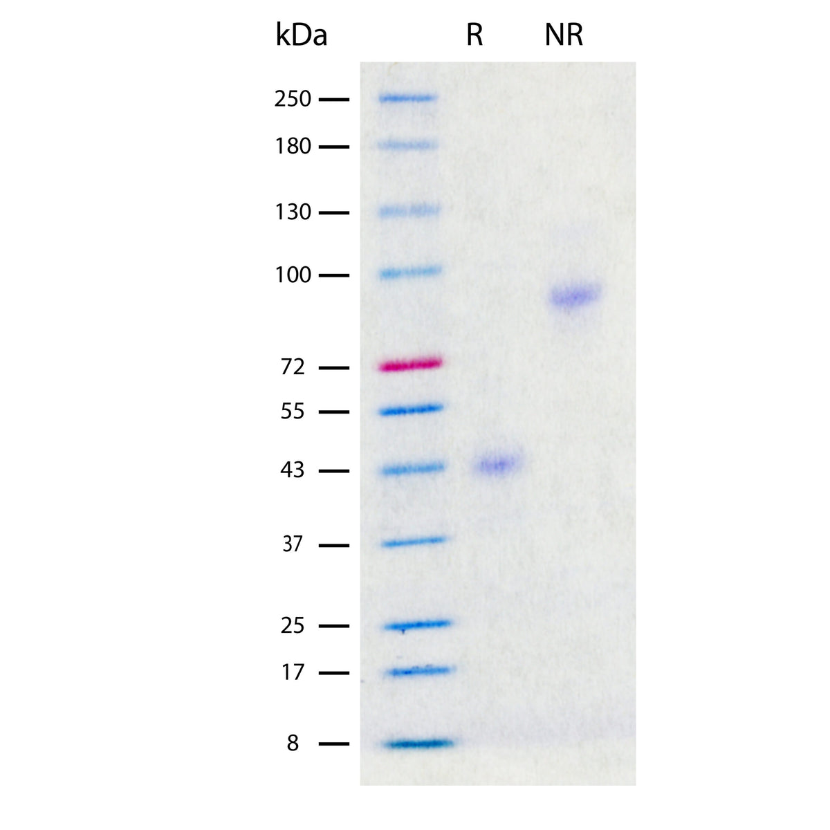 Recombinant Human M-CSF (2 ug/lane) on SDS-PAGE under reducing (R) and non-reducing (NR) conditions. The gel was stained using Coomassie® Blue showing single bands at 43 kDa and 86 kDa, respectively, and purity greater than 97%.