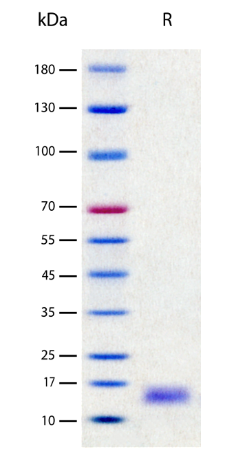 Recombinant Human SCF (2 μg/lane) on SDS-PAGE under reducing (R) conditions. The gel was stained using Coomassie® Blue showing a single band at 15 kDa and purity greater than 98%.