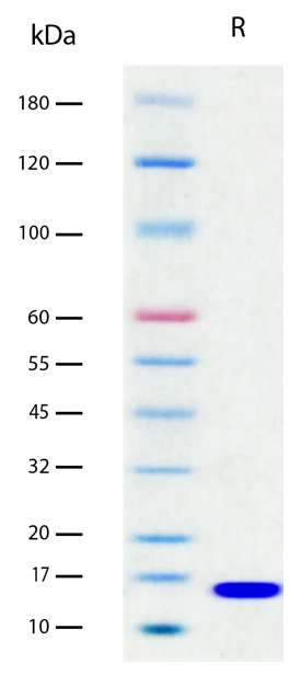 Recombinant Human IL-7 (2 µg/lane) on SDS-PAGE under reducing (R) conditions. The gel was stained using Coomassie® Blue showing a single band at ~17 kDa and purity greater than 98%.