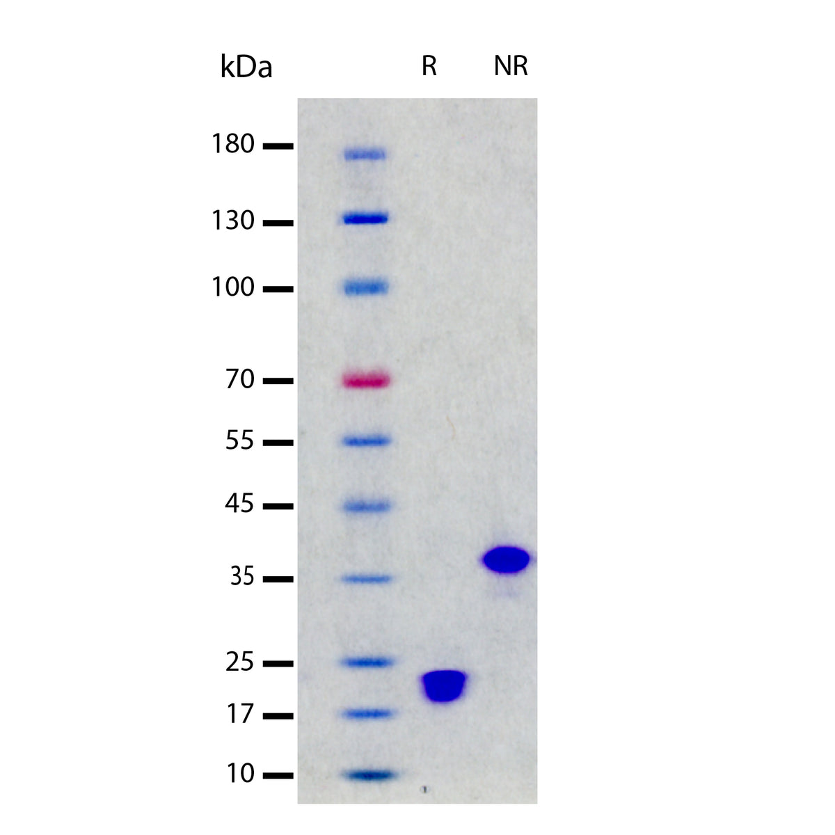 Recombinant Human VEGF 165 (2 ug/lane) on SDS-PAGE under reducing (R) and non-reducing (NR) conditions. The gel was stained using Coomassie® Blue showing single bands at 20 kDa (R) and 39 kDa (NR), and purity greater than 98%.