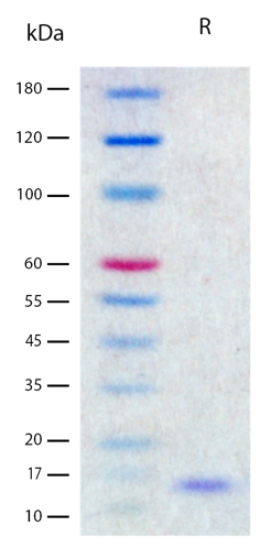 Recombinant Human TNF-alpha (2 μg/lane) on SDS-PAGE under reducing (R) conditions. The gel was stained using Coomassie® Blue showing a single band at about 15 kDa and purity >98%.