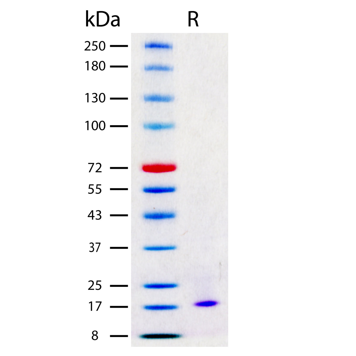 Recombinant Mouse TRANCE/RANKL (2 ug/lane) on SDS-PAGE under reducing (R) conditions. The gel was stained using Coomassie® Blue showing a single band at 19 kDa and purity greater than 96%.