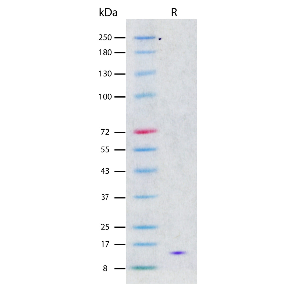 Recombinant Human IFN-gamma (2 ug/lane) on SDS-PAGE under reducing (R) conditions. The gel was stained using Coomassie® Blue showing a single band at 16 kDa and purity greater than 97%.