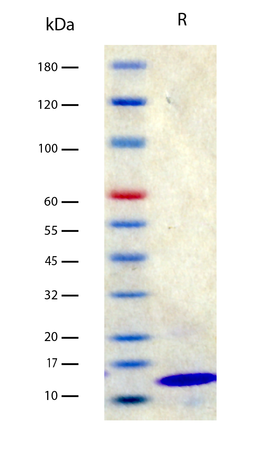 Recombinant Human/Mouse BDNF Recombinant Human/Mouse BDNF (2 μg/lane) on SDS-PAGE under reducing (R) conditions. The gel was stained using Coomassie® Blue showing a single band at 14 kDa and purity greater than 98%.
