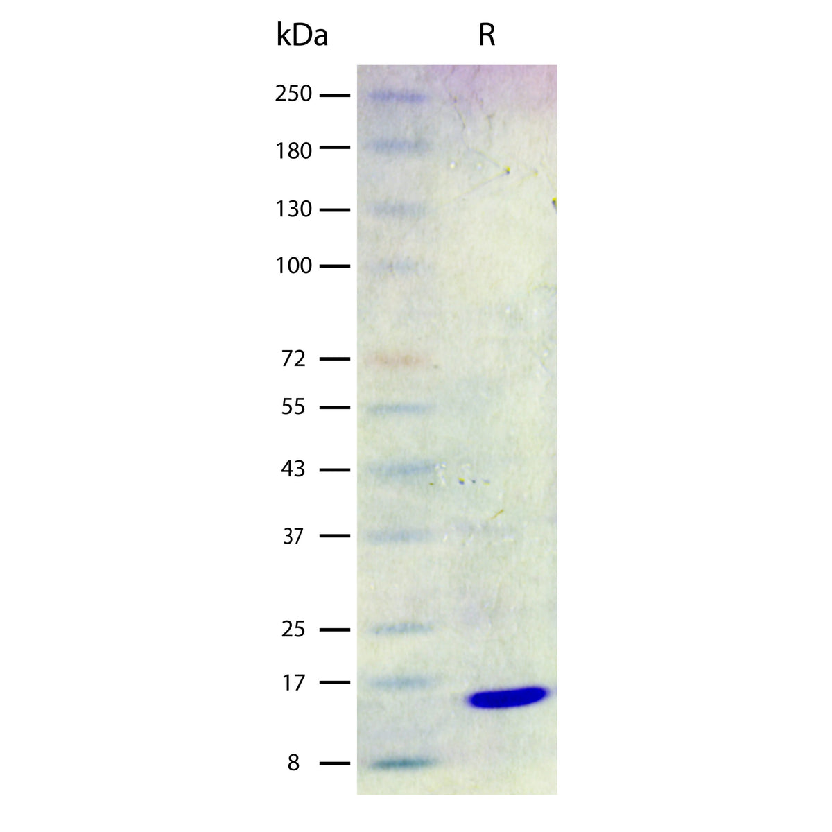 Recombinant Human IL-1 beta (2 ug/lane) on SDS-PAGE under reducing (R) conditions. The gel was stained using Coomassie® Blue showing a single band at 17 kDa and purity greater than 98%.