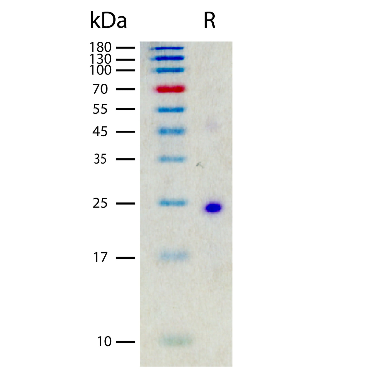 Recombinant Mouse IL-6 (2 ug/lane) on SDS-PAGE under reducing (R) conditions. The gel was stained using Coomassie® Blue showing a single band at 24 kDa and purity greater than 96%.
