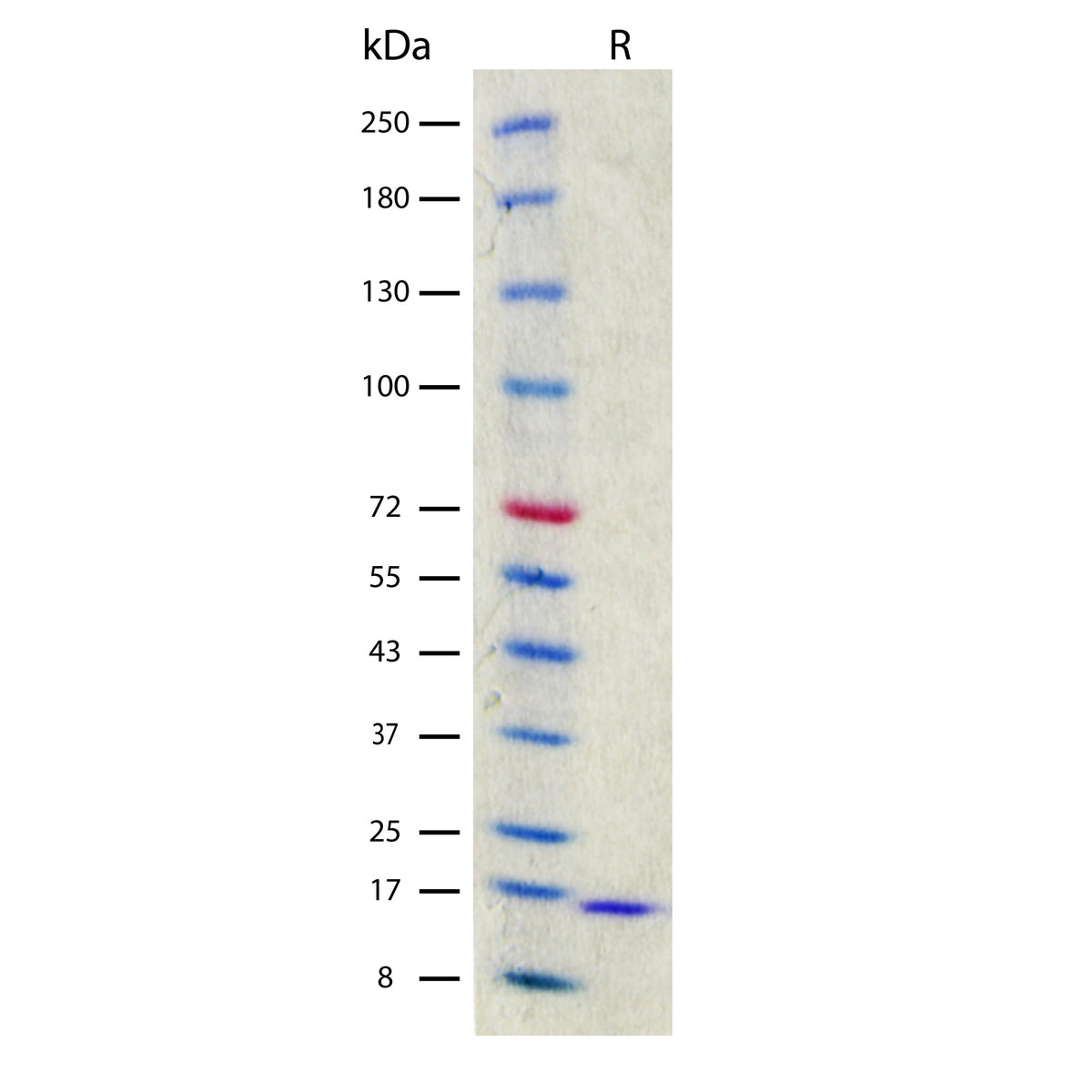 Recombinant Mouse IL-2 (2 ug/lane) on SDS-PAGE under reducing (R) conditions. The gel was stained using Coomassie® Blue showing a single band at 17 kDa and purity greater than 97%.
