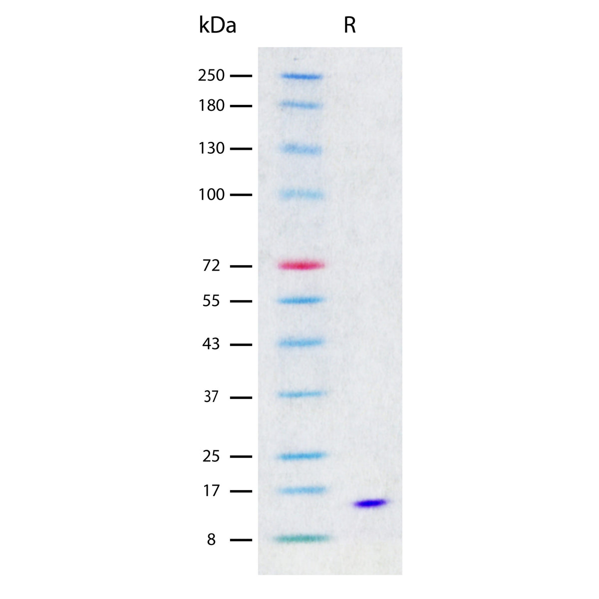Recombinant Human IL-21 (2 µg/lane) on SDS-PAGE under reducing (R) conditions. The gel was stained using Coomassie® Blue showing a single band at 16 kDa and purity greater than 98%.