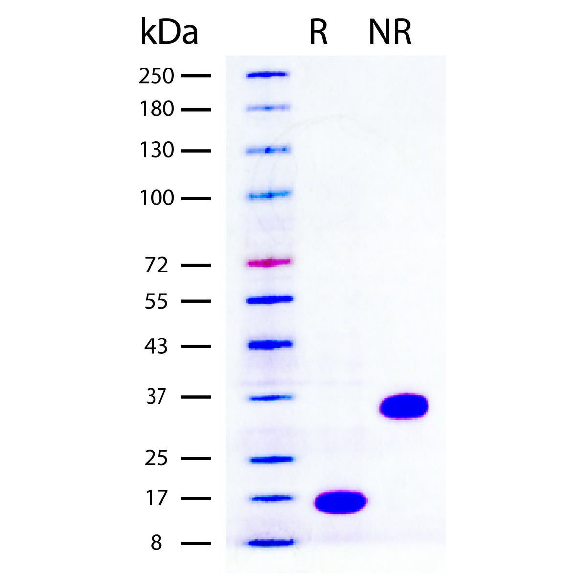 Recombinant Human GDNF (2 ug/lane) on SDS-PAGE under reducing (R) and non-reducing (NR) conditions. The gel was stained using Coomassie® Blue showing single bands at 16 kDa and 32 kDa, respectively, and purity greater than 97%.