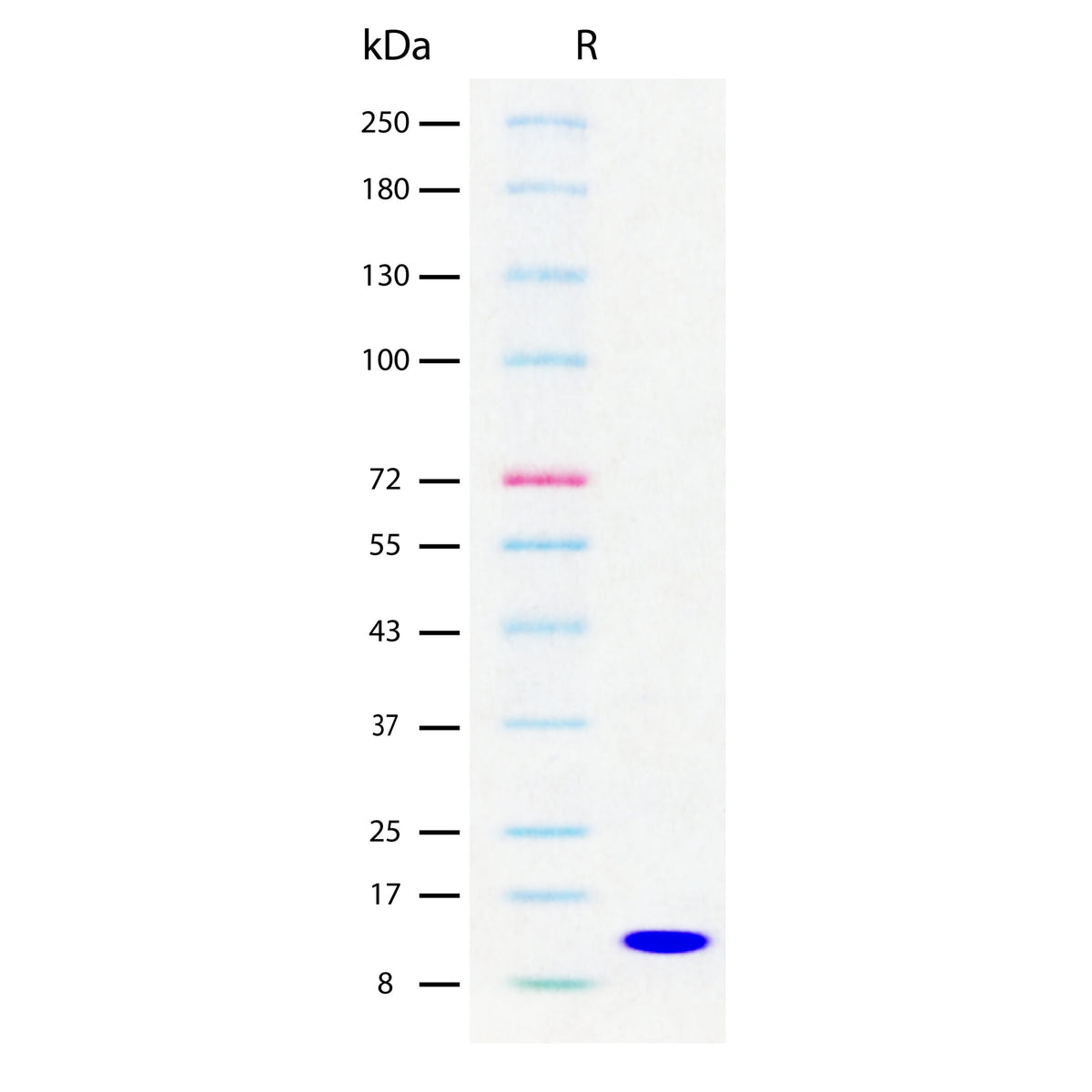 Recombinant Human IL-3 (2 µg/lane) on SDS-PAGE under reducing (R) conditions. The gel was stained using Coomassie® Blue showing a single band at 15 kDa and purity greater than 98%.