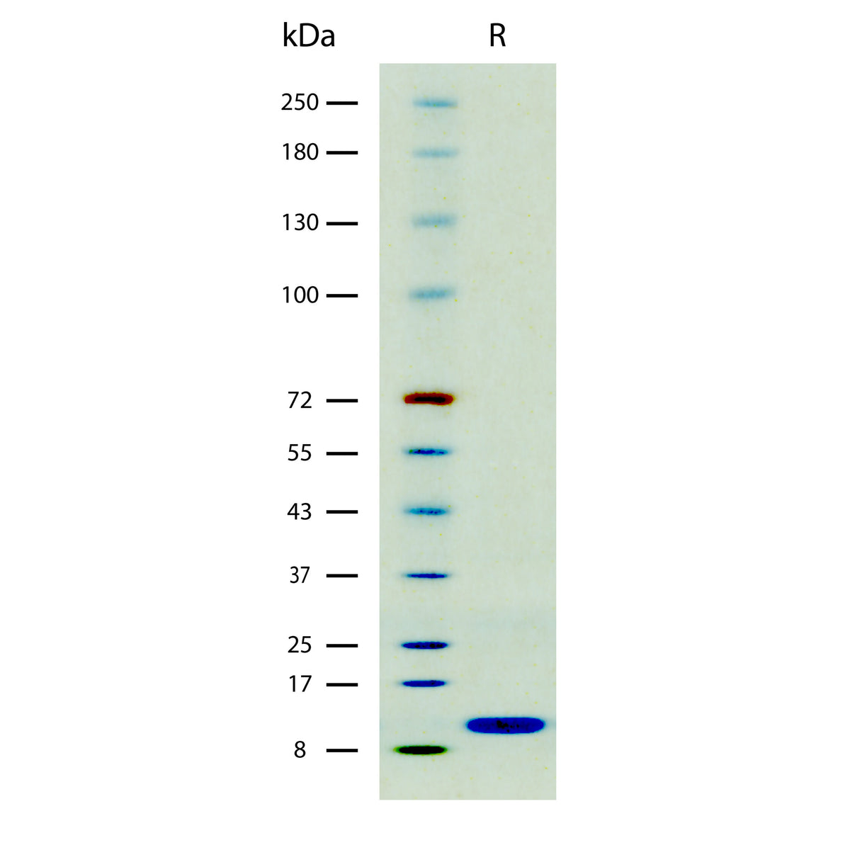 Recombinant Mouse IFN-gamma (2 µg/lane) on SDS-PAGE under reducing (R) conditions. The gel was stained using Coomassie® Blue showing a single band at 11 kDa and purity greater than 95%.