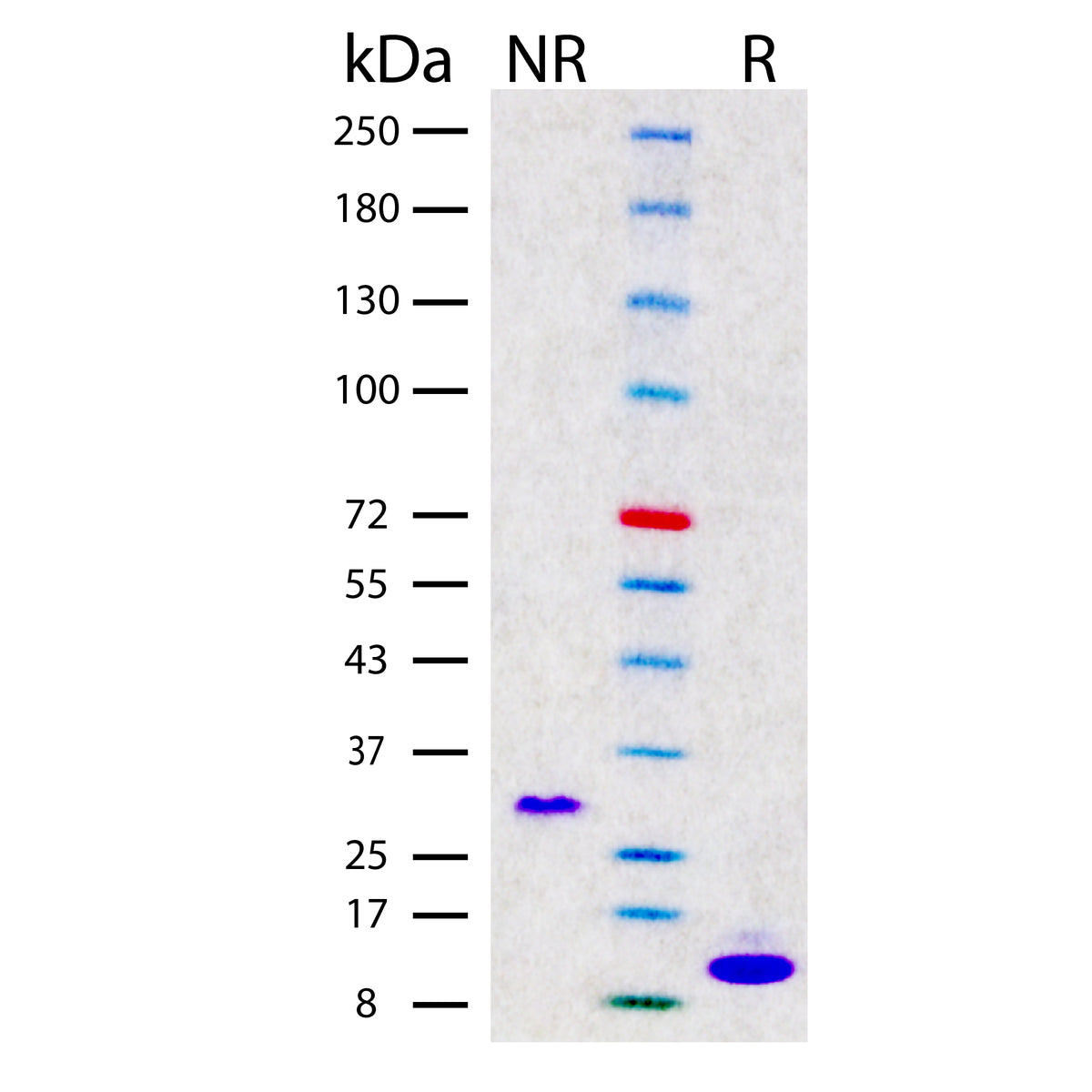 Recombinant Human PDGF-BB (2 ug/lane) on SDS-AGE under reducing (R) and non-reducing (NR) conditions. The gel was stained using Coomassie® Blue showing single bands at 13 kDa and 28 kDa, respectively, and purity greater than 96%.