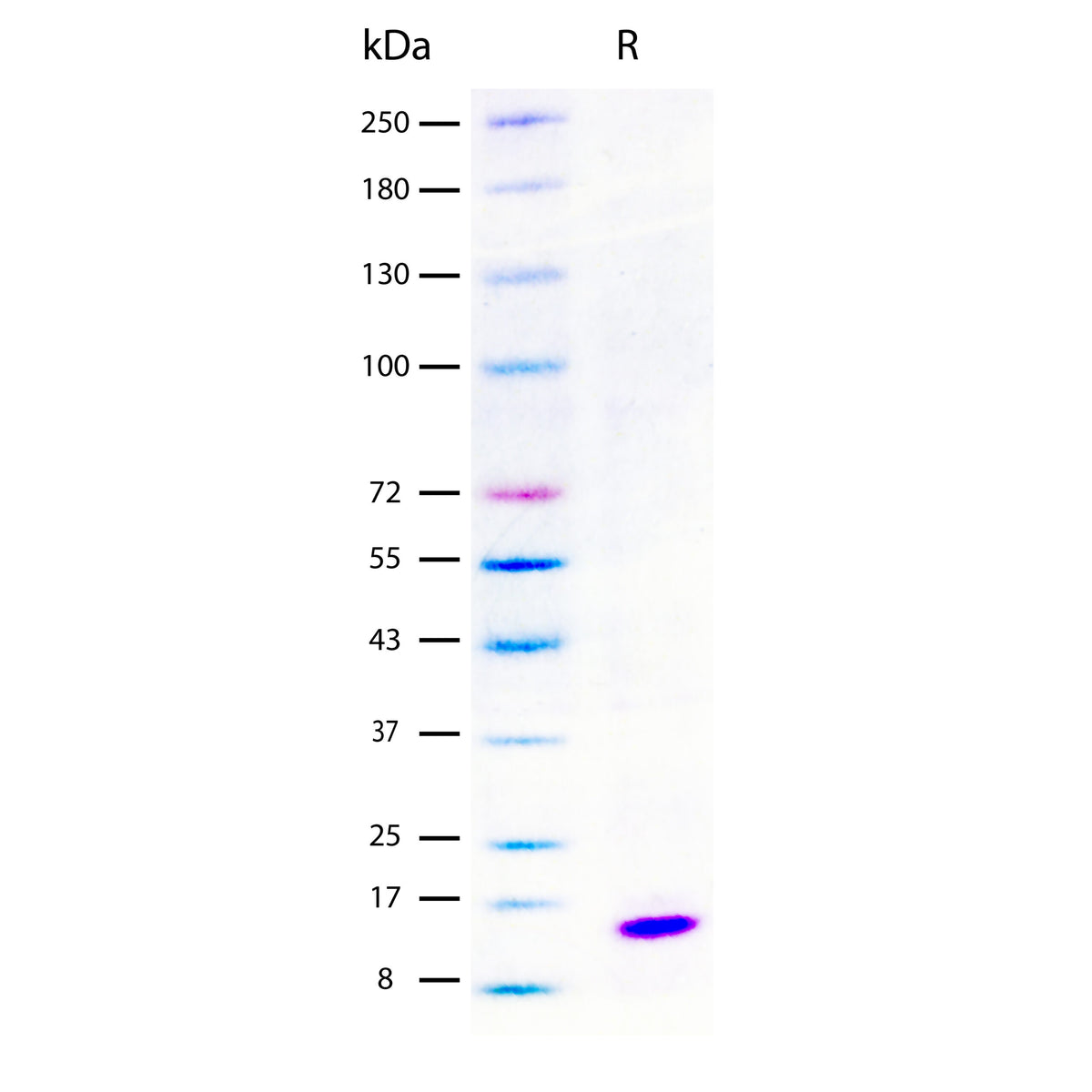 Recombinant Mouse IL-3 (2 ug/lane) on SDS-PAGE under reducing (R) conditions. The gel was stained using Coomassie® Blue showing a single band at 15 kDa and purity greater than 95%.