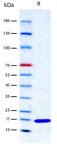 Recombinant Human IL-13 (2 μg/lane) on SDSPAGE under reducing (R) conditions. The gel was stained using Coomassie® Blue showing a single band at 15 kDa and purity greater than 98%. and purity greater than 98%.