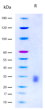 Carrier effect of rHSA is observed in the cell proliferation in TF-1 human cells treated with Recombinant Human IL-3 in the presence of 25 µg/mL rHSA. The carrier effect due to rHSA does not alter the ED50 in this assay