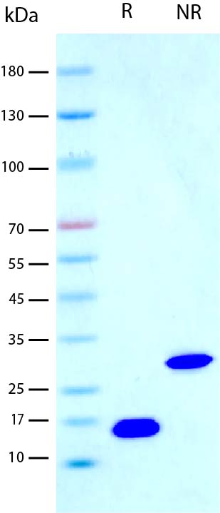 Recombinant Human PDGF-AA (2 μg/lane) on SDS-PAGE under reducing (R) conditions. The gel was stained using Coomassie® Blue showing 14 kDa (R) and 29 kDa (NR) and purity greater than 98%.
