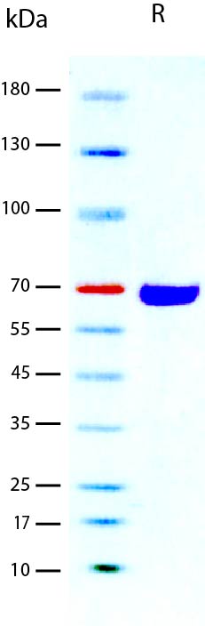 Carrier effect of rHSA is observed in the cell proliferation in TF-1 human cells treated with Recombinant Human IL-3 in the presence of 25 µg/mL rHSA. The carrier effect due to rHSA does not alter the ED50 in this assay