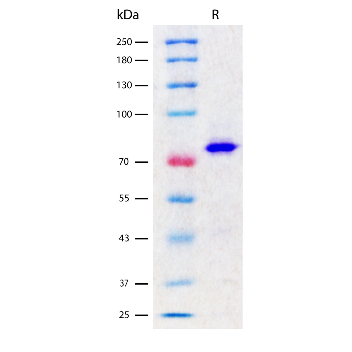 Recombinant Bovine Serum Albumin/BSA Protein (2 ug/lane) on SDS-PAGE under reducing (R) conditions. The gel was stained using Coomassie® Blue showing a single band at ~81 kDa and purity greater than 98%. Identity confirmed by polyclonal anti-BSA antibody in Western blot.