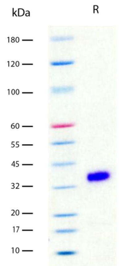 Recombinant Human EPO protein (2 μg/lane) on SDS-PAGE under reducing (R) conditions. The gel was stained using Coomassie® Blue showing a single band from 30-45 kDa and purity greater than 98%.