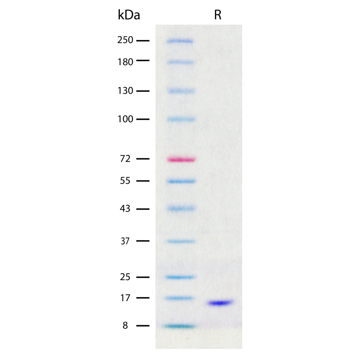 Recombinant Human G-CSF (2 µg/lane) on SDS-PAGE under reducing (R) conditions. The gel was stained using Coomassie® Blue showing a single band at approximately 17 kDa and purity greater than 97%.