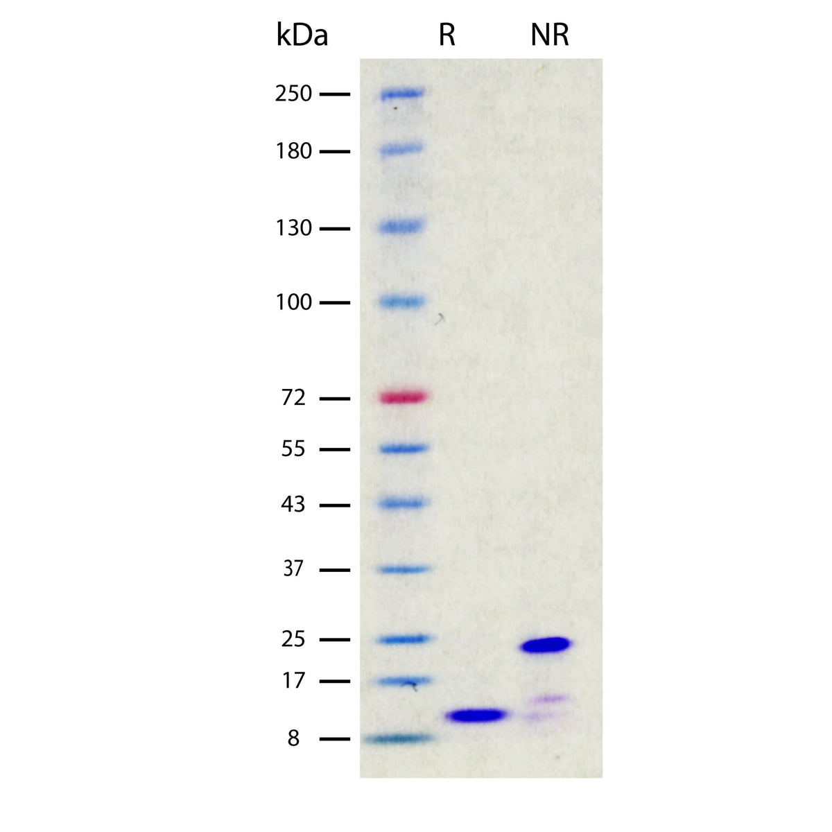 Recombinant Human GDF-15 (2 ug/lane) on SDS-PAGE under reducing (R) and non-reducing (NR) conditions. The gel was stained using Coomassie® Blue showing single bands at 12 kDa and 24 kDa, respectively, and purity greater than 98%.
