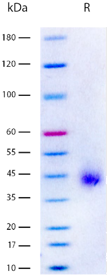 Recombinant Human sDLK-1 (2 μg/lane) on SDS-PAGE under reducing (R) conditions. The gel was stained using Coomassie® Blue showing a single band around 40-45 kDa, and purity greater than 98%.