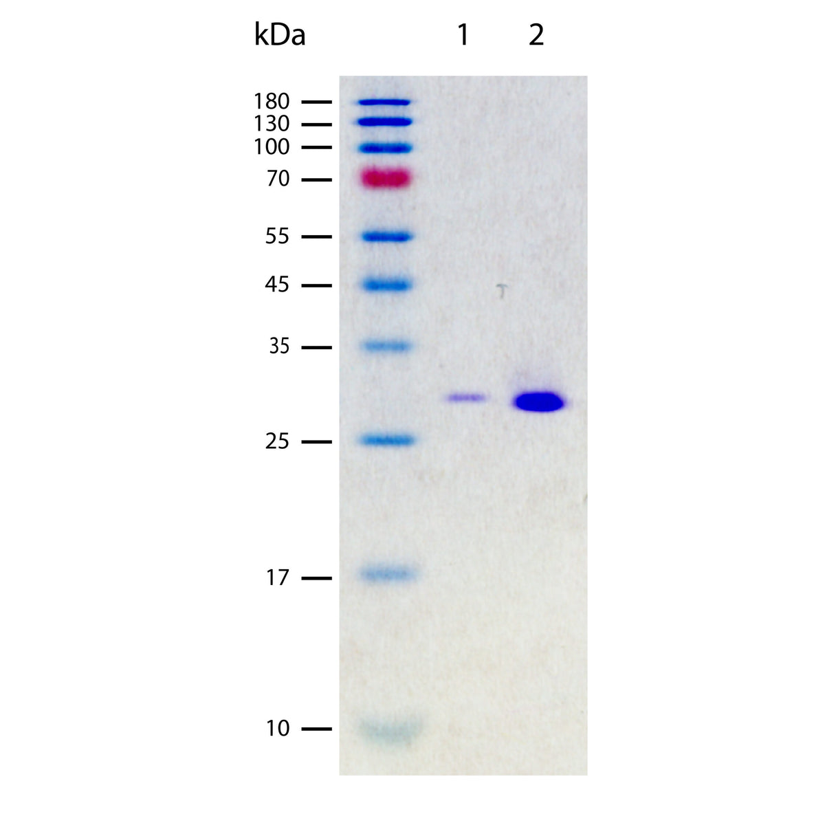 Purified Nuclease (Lane 1: 0.5 μg, Lane 2: 2.0 μg) on SDS-PAGE under reducing conditions. The gel was stained using Coomassie® Blue showing a single band at 29 kDa and purity greater than 98-99%.