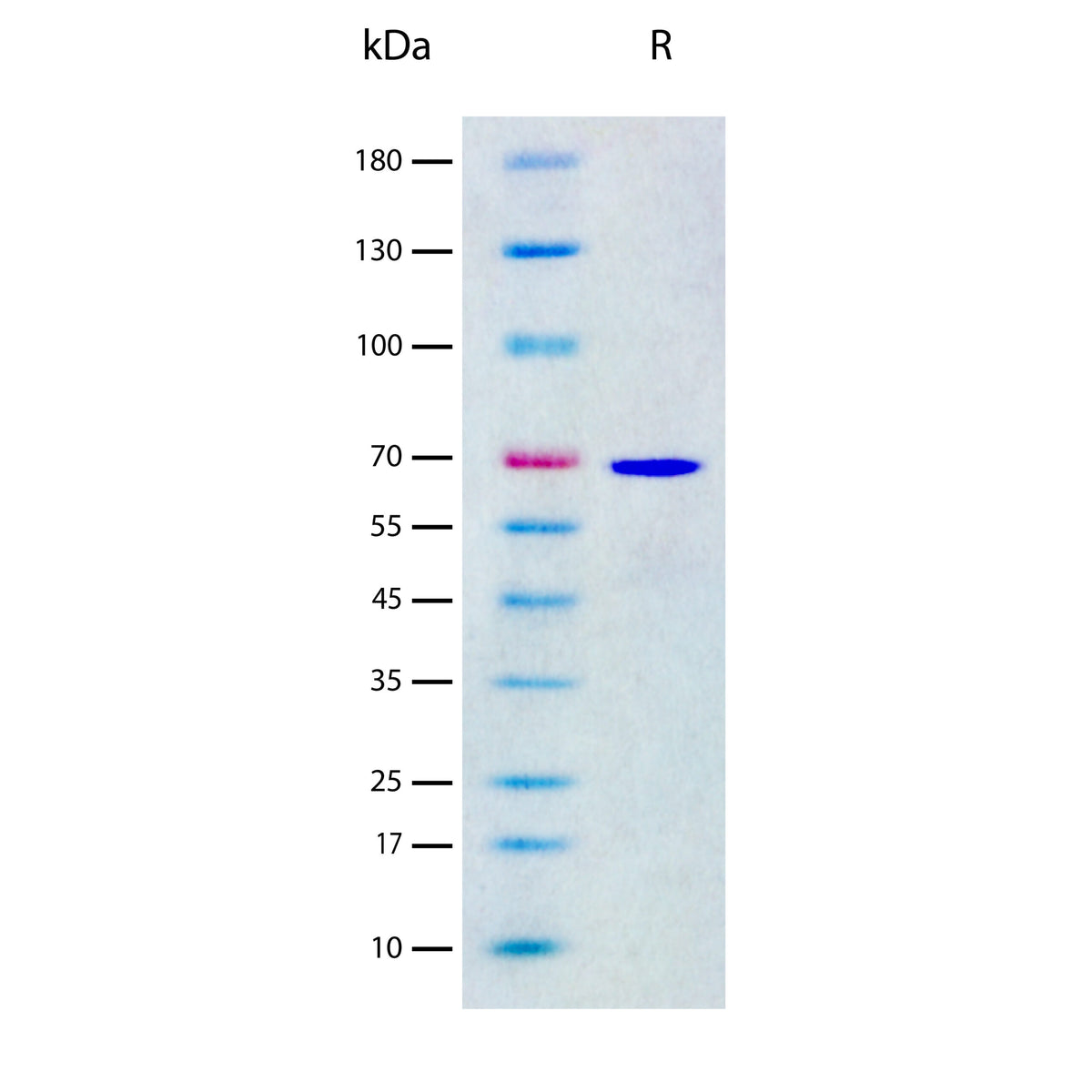 Recombinant Human Serum Albumin/HSA Protein, Animal Component-Free (2 ug/lane) on SDS-PAGE under reducing (R) conditions. The gel was stained using Coomassie® Blue showing a single band at 67 kDa and purity greater than 98%.