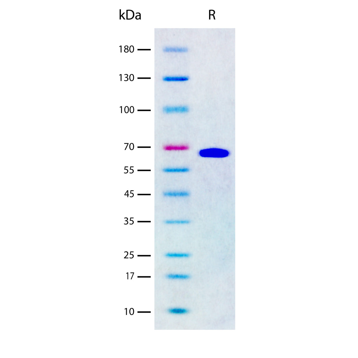 Recombinant Bovine Serum Albumin/BSA Protein, Animal Component-Free (2 ug/lane) on SDS-PAGE under reducing (R) conditions. The gel was stained using Coomassie® Blue showing a single band at 67 kDa and purity greater than 98%.