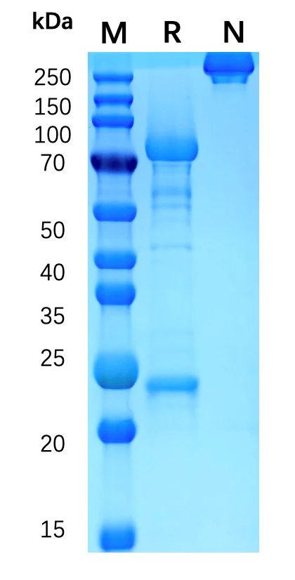 SDS-PAGE data for a bispecific full-length IgG plus scFv construct expressed in CHO-K1 cells