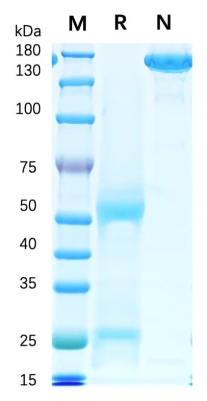 SDS-PAGE data for human IgG1 LALAPG kappa expressed in CHO-K1 cells