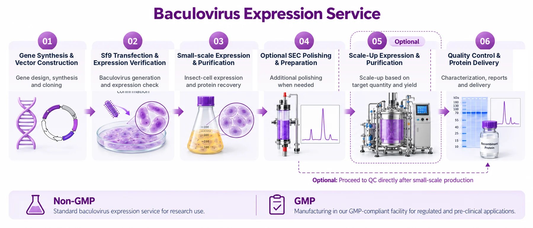 Six-stage baculovirus expression workflow; SEC polishing and scale-up are optional.