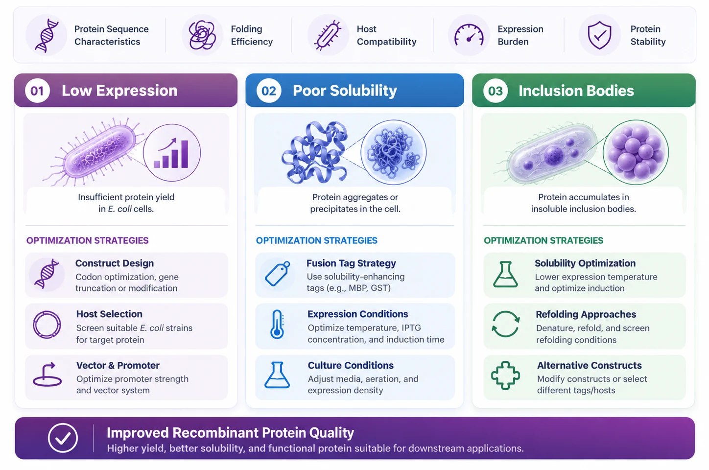 Key factors, common E. coli expression challenges and optimization strategies.