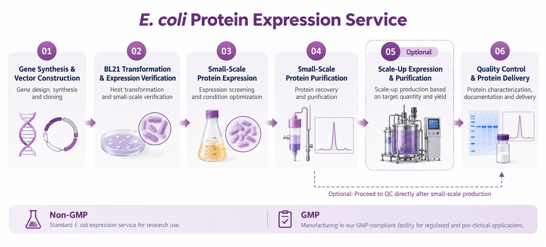 Six-stage E. coli protein expression workflow: gene construction, BL21 transformation, small-scale expression, purification, optional scale-up, and QC and delivery. A direct path from small-scale purification to QC is shown.